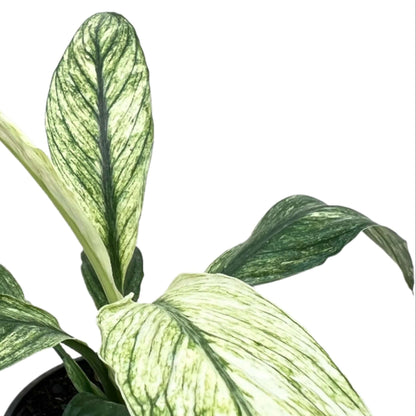 Close up of Spathiphyllum Jessica | Houseplant | All About Planties