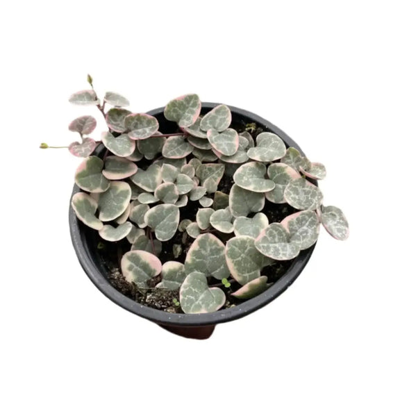 variegated trailing succulents String of Hearts Variegated - Rare Pet Safe Trailing Succulent