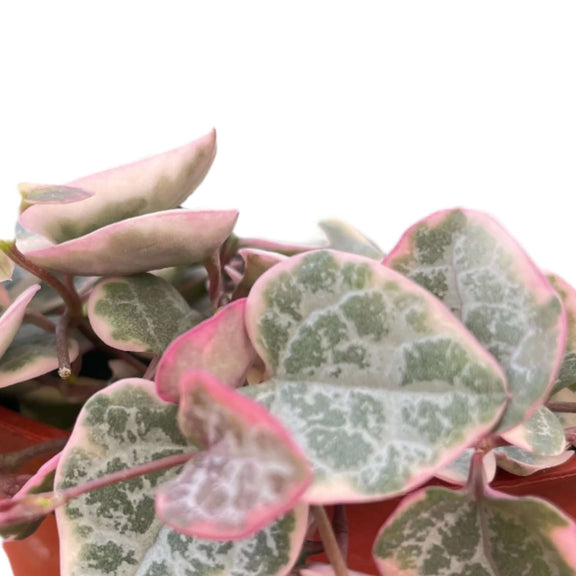variegated trailing succulent String of Hearts Variegated - Rare Pet Safe Trailing Succulent