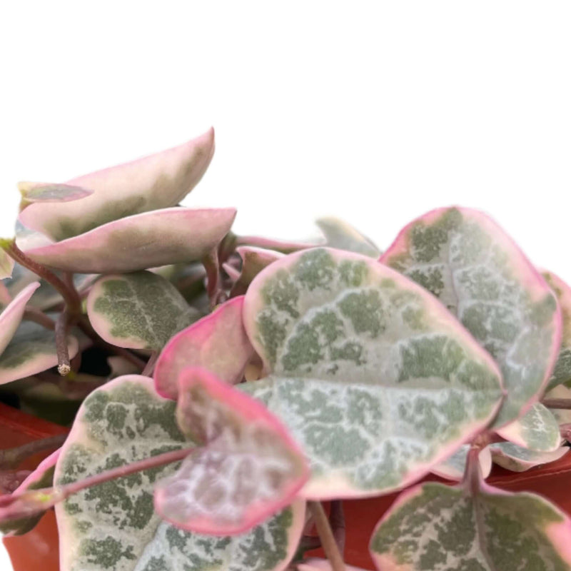 Close up of String of Hearts Variegated | Trailing Indoor Plant – All About Planties