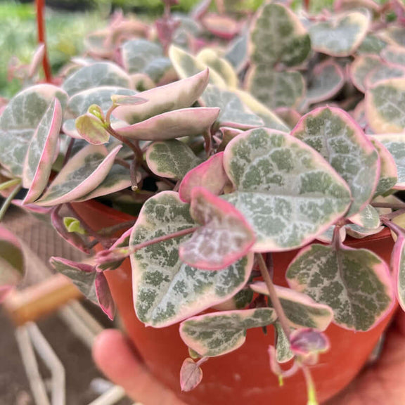 succulent string of hearts String of Hearts Variegated - Rare Pet Safe Trailing Succulent