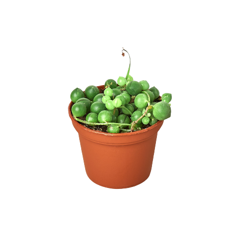 String of Pearls Plant | Succulent | Plant Nursery