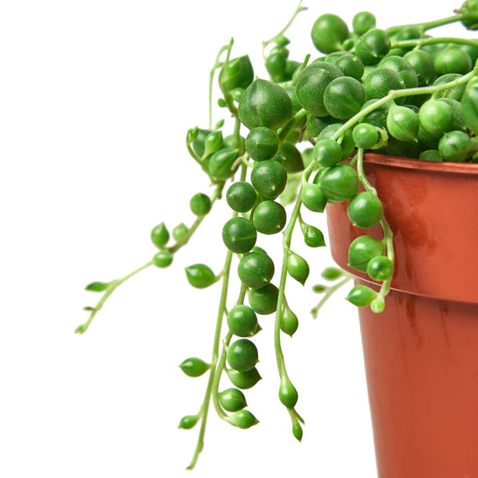 Close up of String of Pearls | Succulents