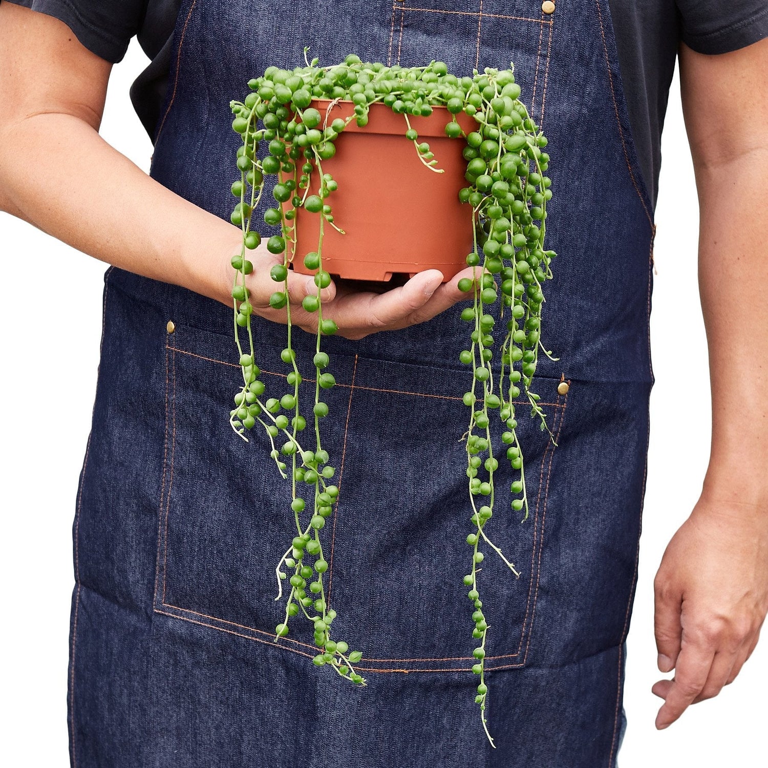 Person holding a String of Pearls Plant | Easy Care