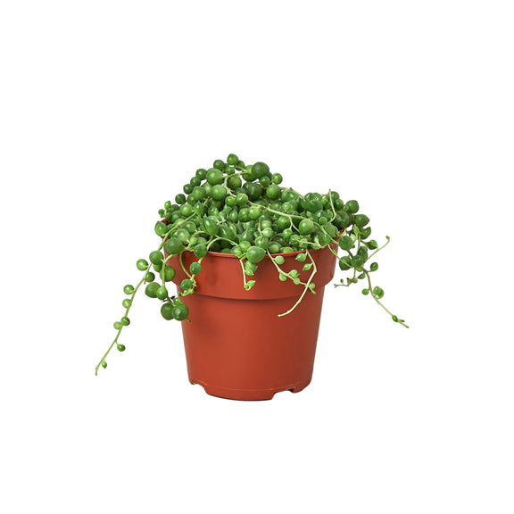 are string of pearls succulents poisonous String of Pearls Succulent