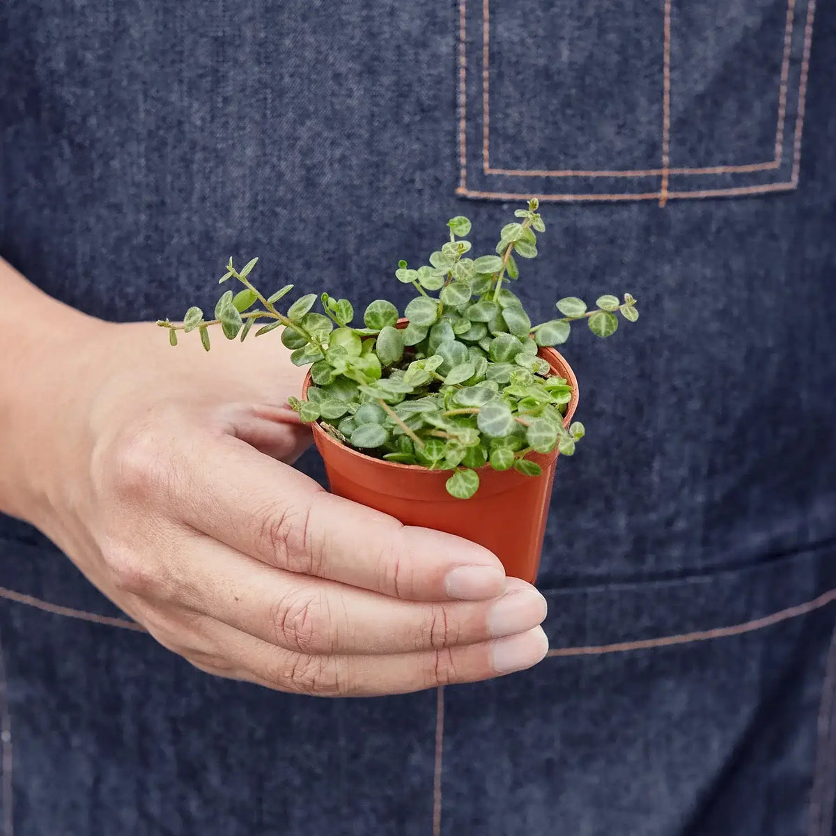 person holding a String of Turtles | Peperomia Prostrata
