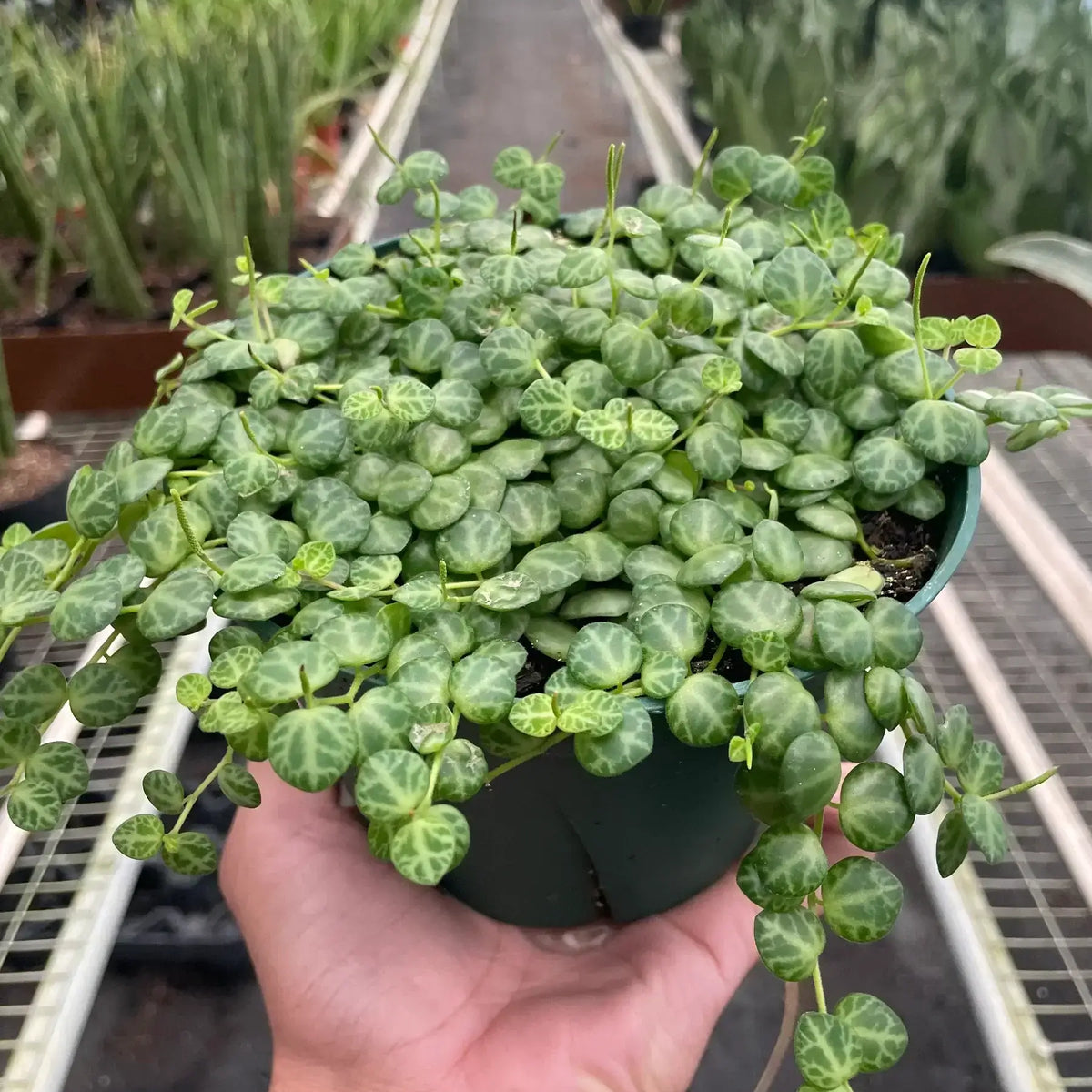 String of Turtles 6inch pot | Peperomia Prostrata