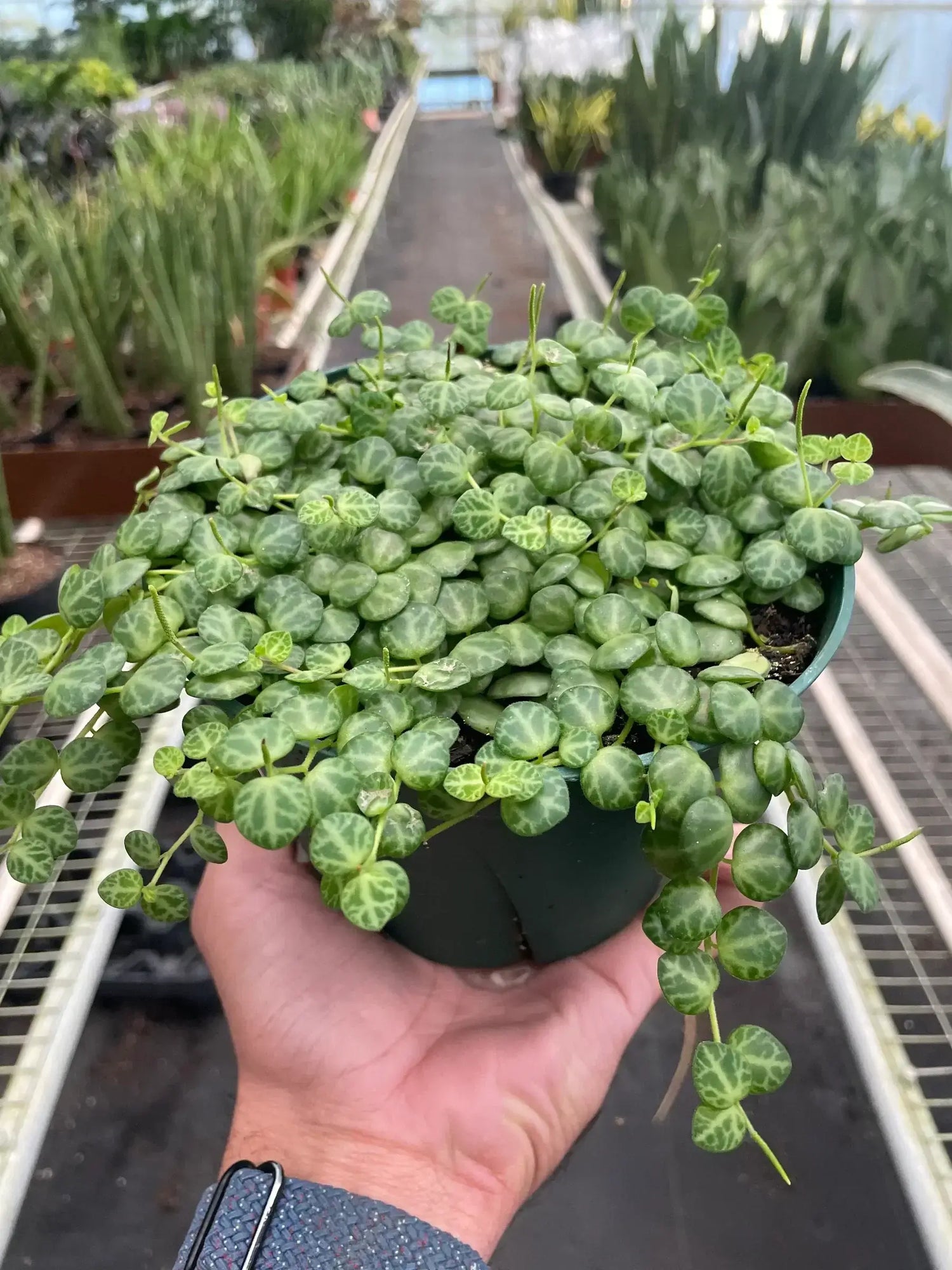 String of Turtles 6inch pot | Peperomia Prostrata