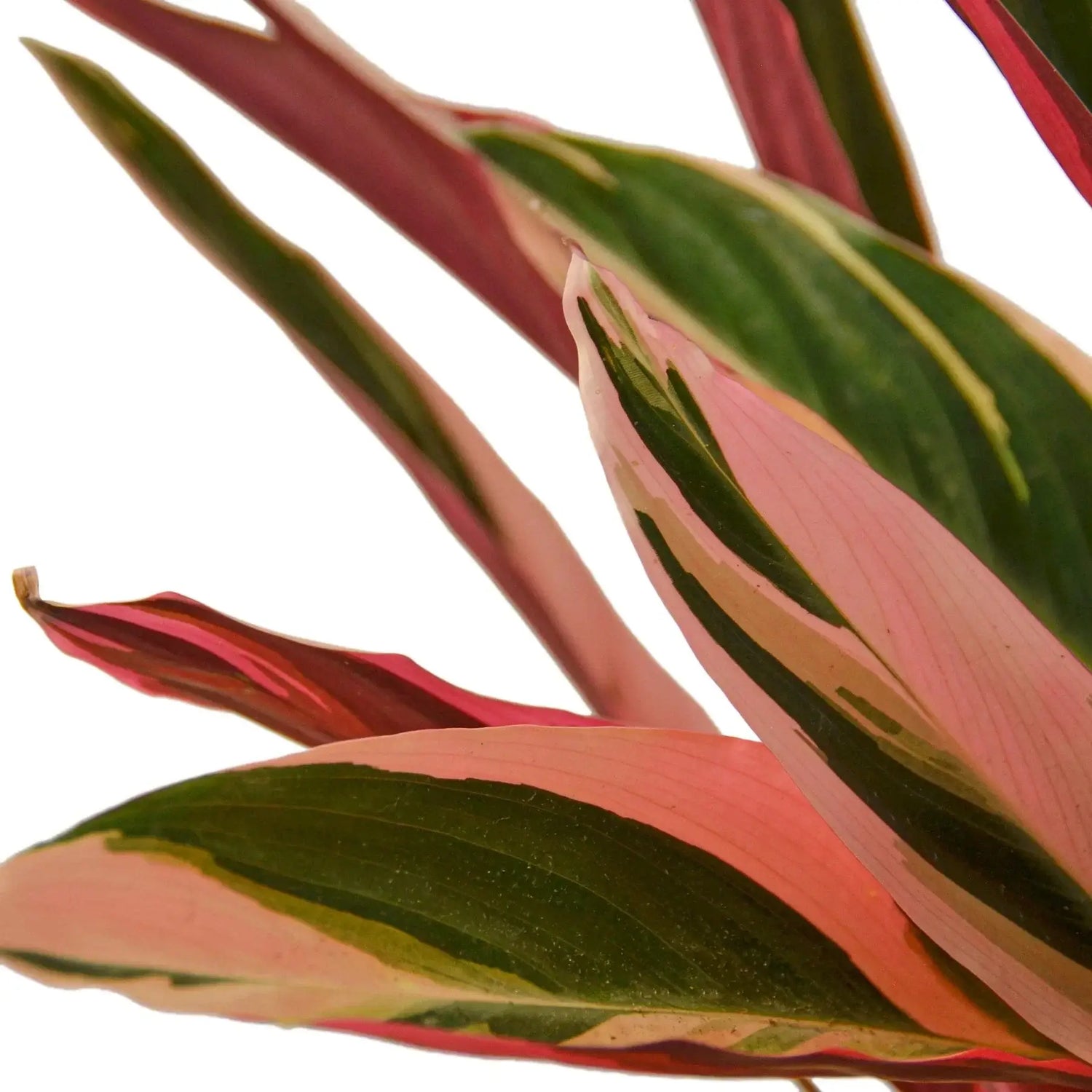 Stromanthe Triostar Closeup | Houseplant | All About Planties