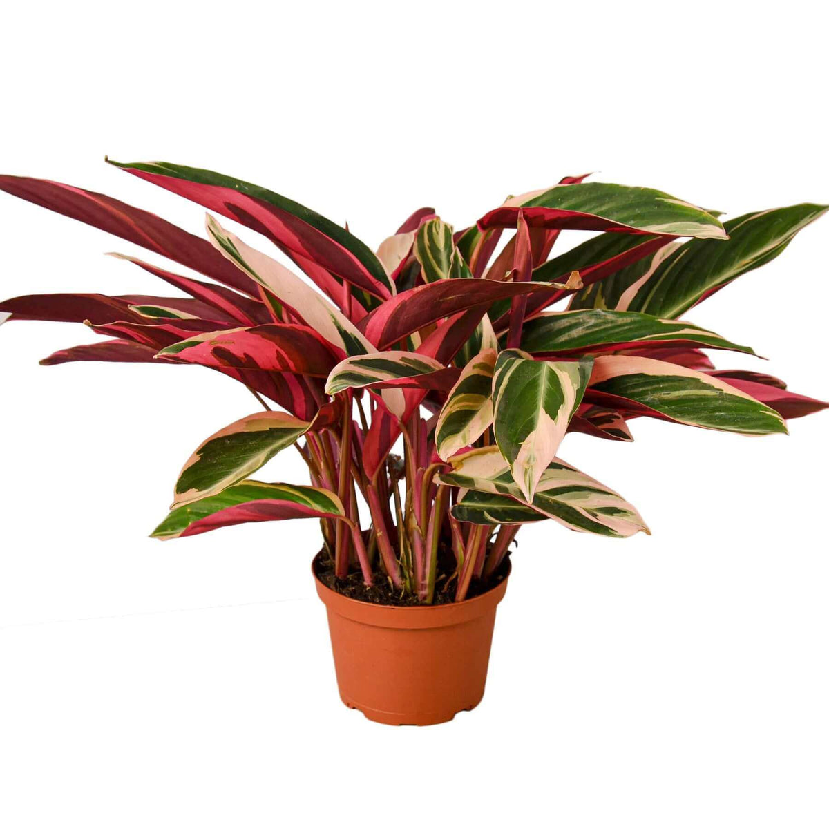 Stromanthe Triostar in 4-inch nursery pot - subscription box plant example
