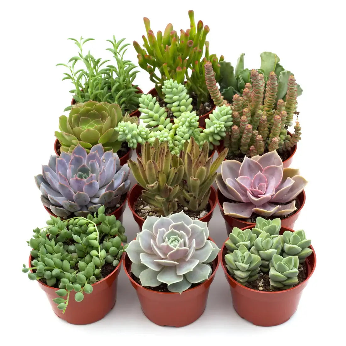 Assorted Succulent Variety Packs | Easy Care | All About Planties