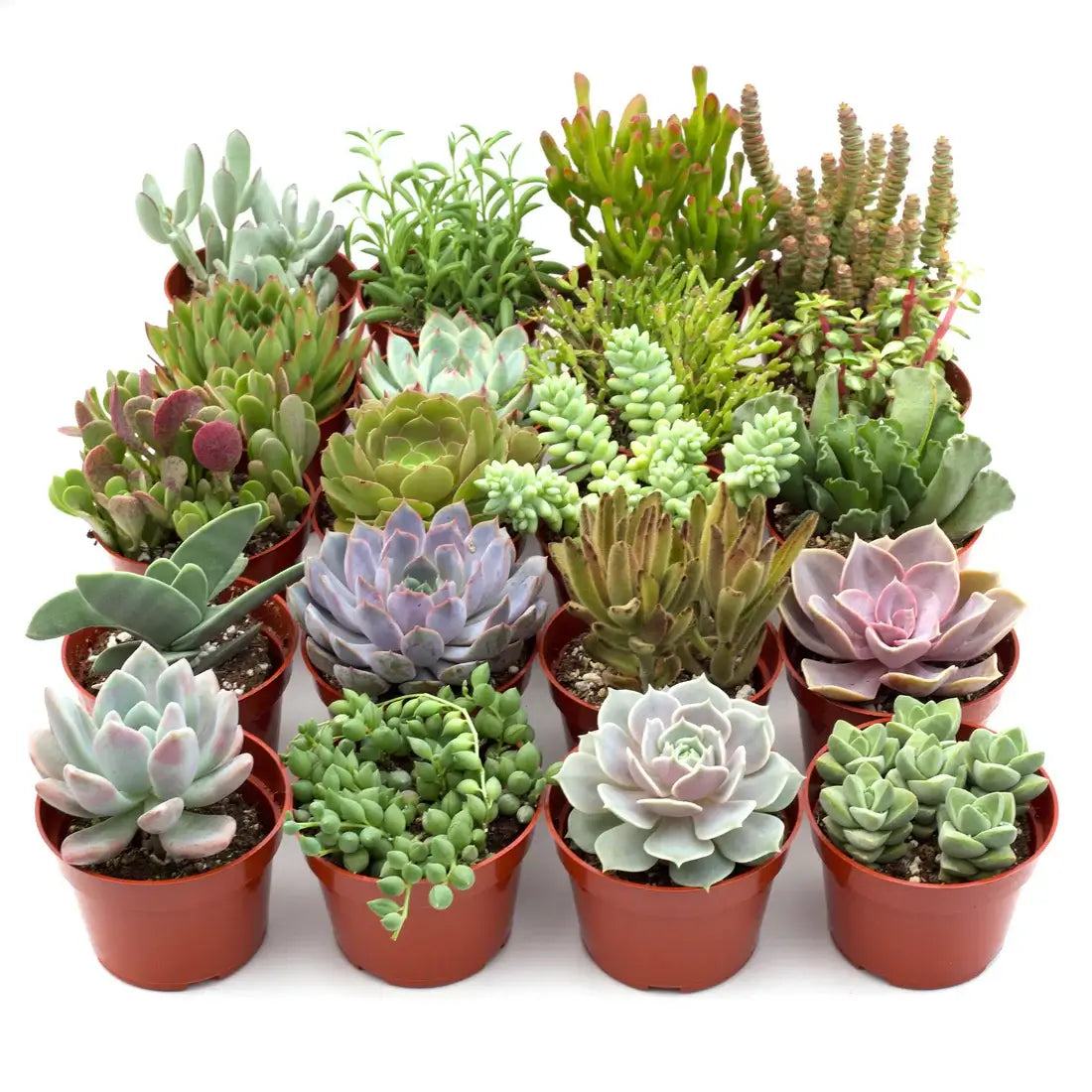 Assorted Succulent Variety Packs | Easy Care | All About Planties
