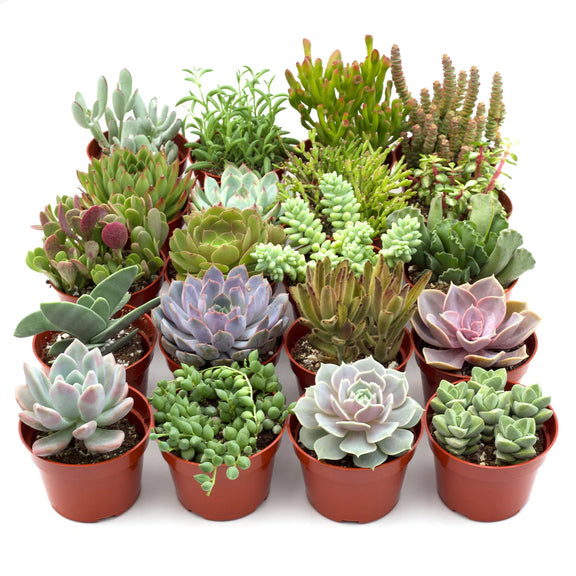 Succulents Variety 20pack | Succulents | All About Planties