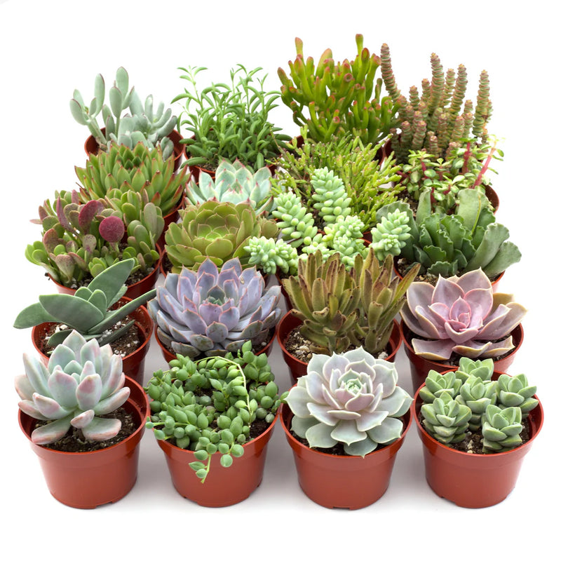 Succulents Variety 20pack | Succulents | All About Planties