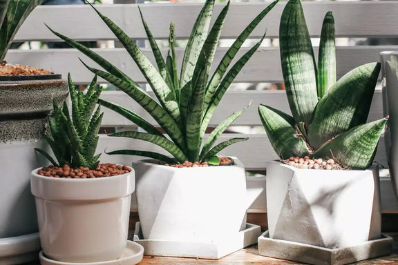 succulent plants subscription Mystery Succulent Subscription Box