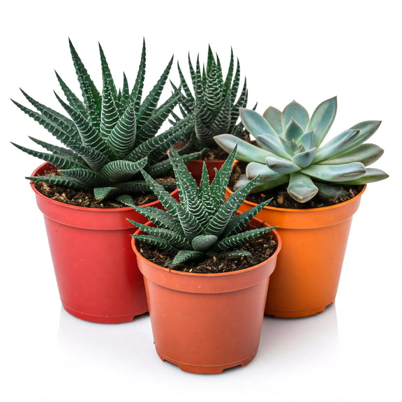 Nice Succulents Collection in nursery pots | Subscription Box | All About Planties