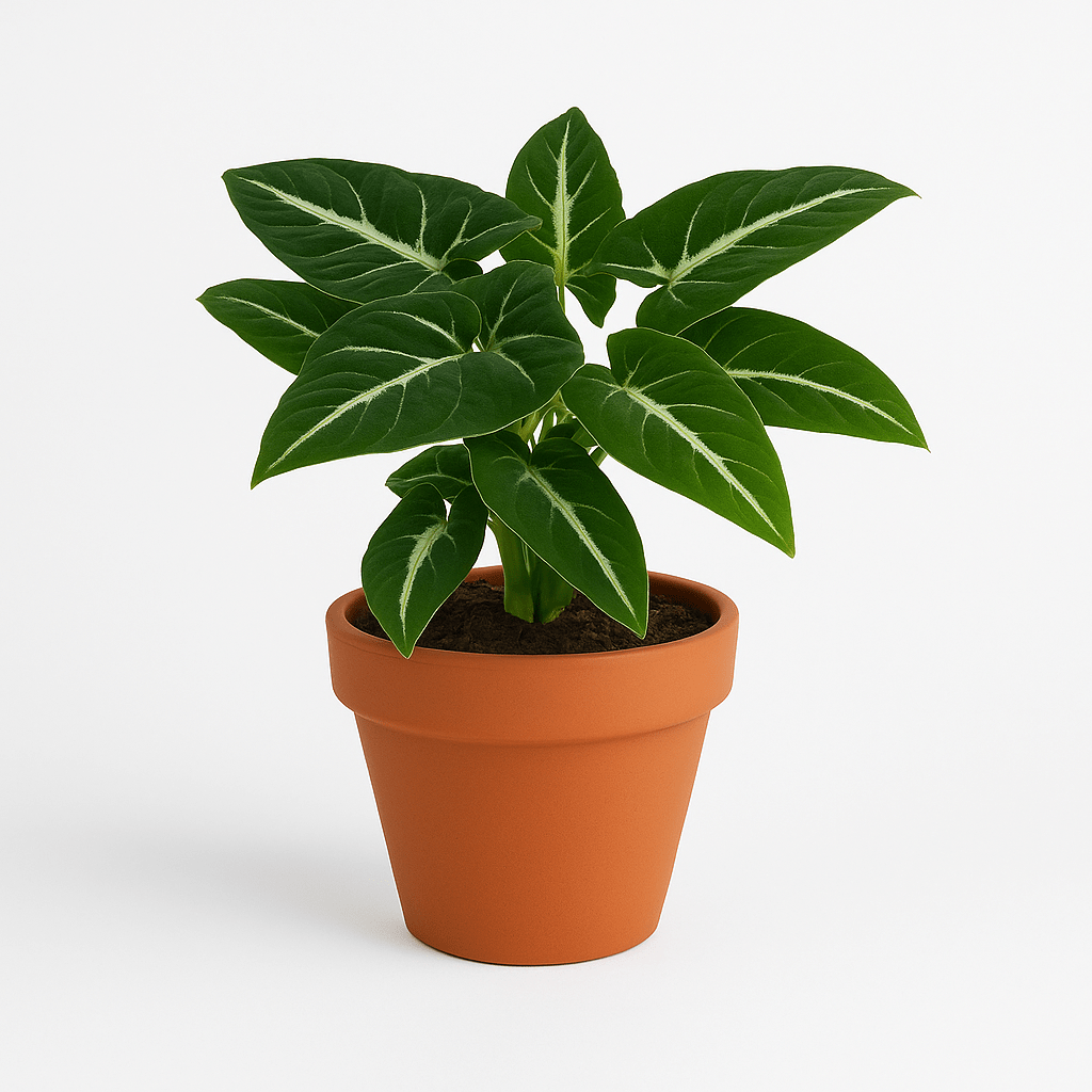 Potted Syngonium Black Velvet plant with green leaves and white veins on a white background