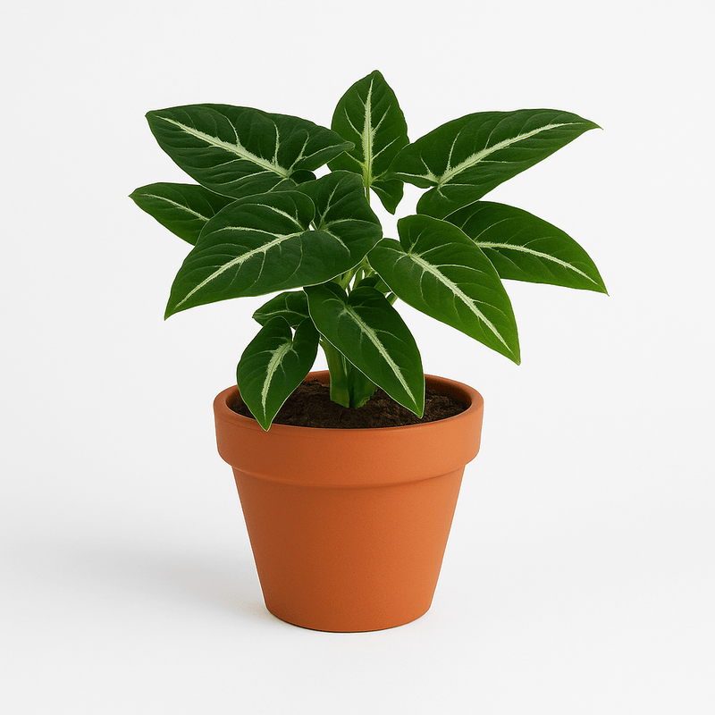 Syngonium Black Velvet indoor plant with velvety dark leaves and white veins