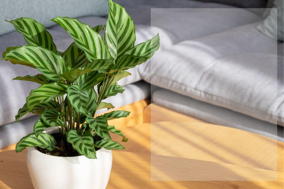 Beautiful plant on wood living room table