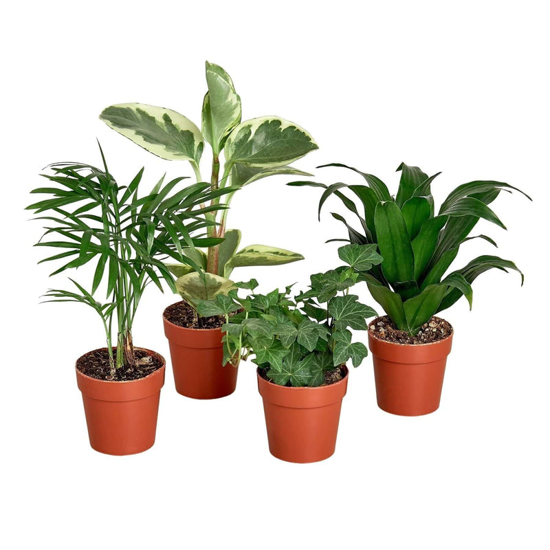 TROPICAL PLANTS BUNDLE 3inch | Indoor Plants | All About Planties
