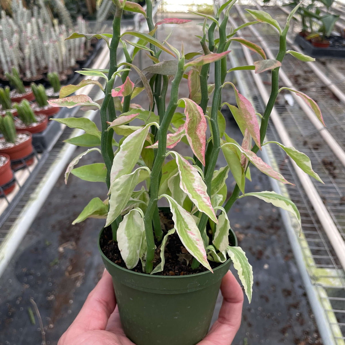 4-inch Variegated Devil's Backbone | Indoor Plant | All About Planties
