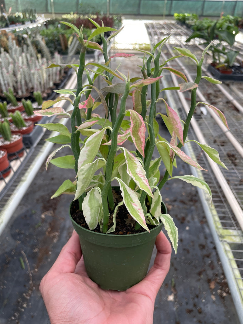 Variegated Devil's Backbone | Indoor Plant | All About Planties