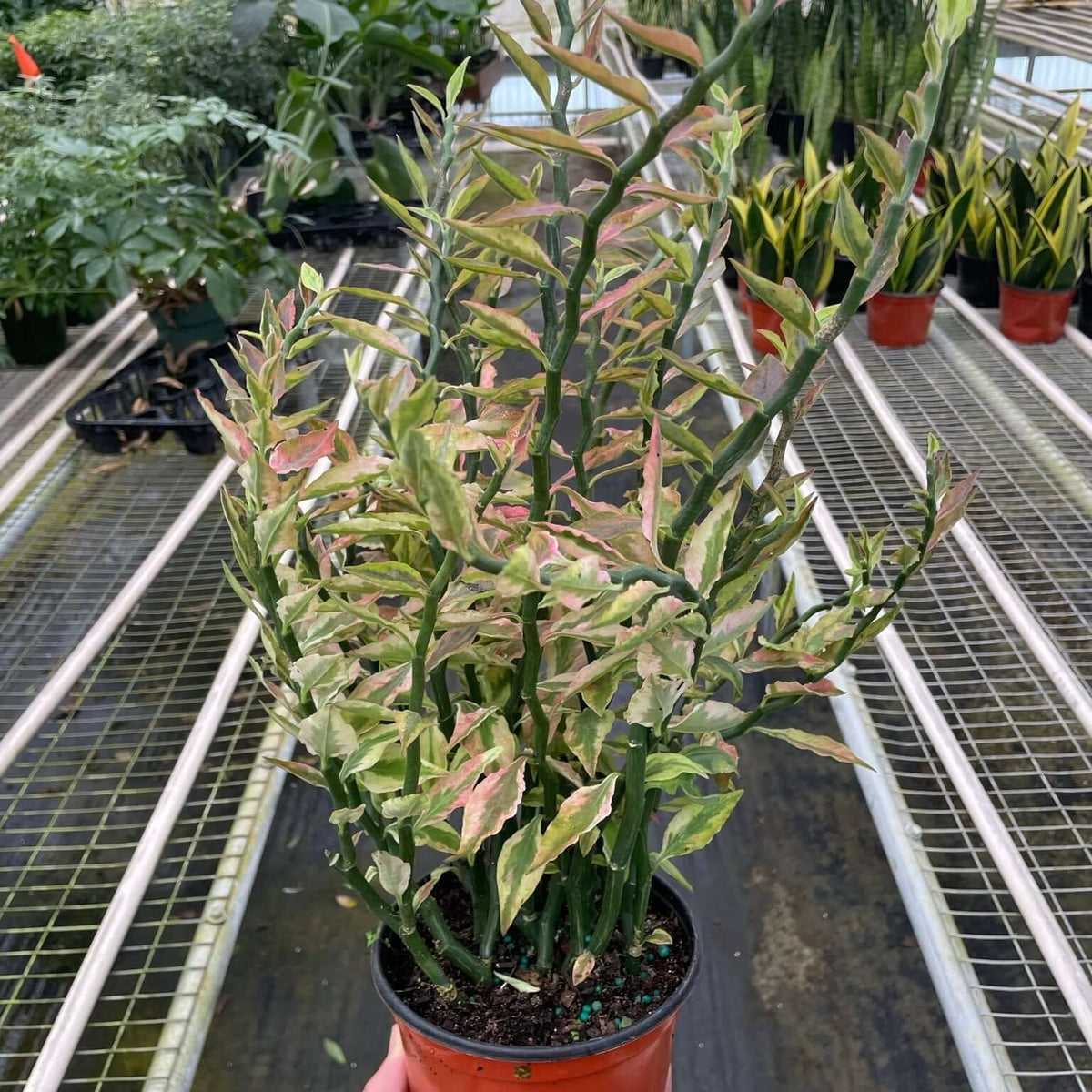 6-inch Variegated Devil's Backbone | Indoor Plant | All About Planties