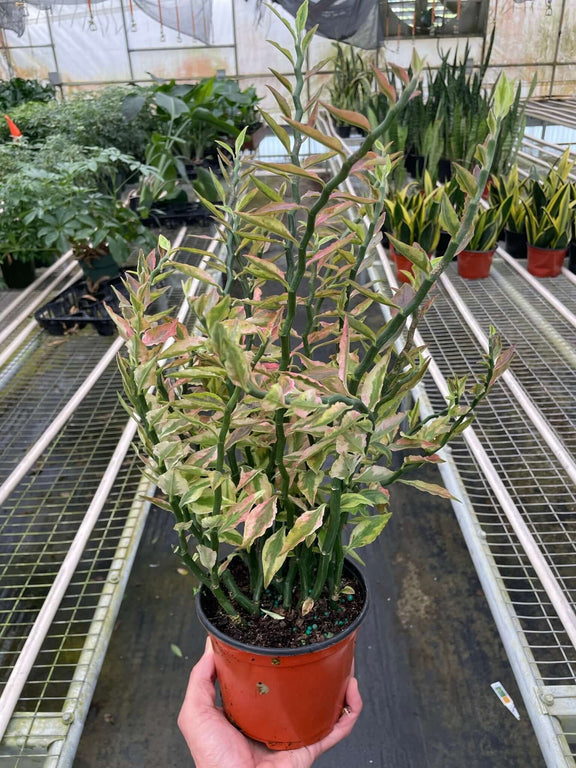 zig-zag plant indoor Variegated Devil's Backbone Euphorbia