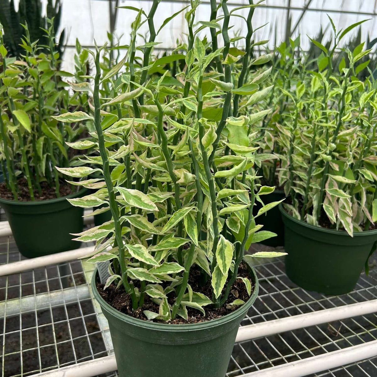 8-inch Variegated Devil's Backbone in a 8inch pot | All About Planties