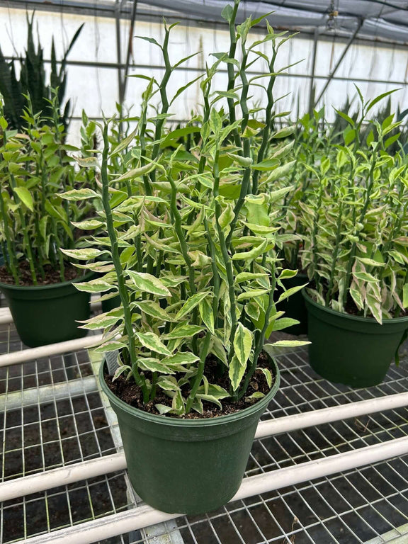 rare snake plant euphorbia Variegated Devil's Backbone Euphorbia (Zig Zag Plant)