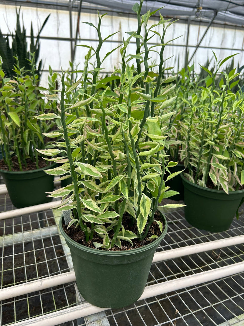 Variegated Devil's Backbone 8inch pot | All About Planties