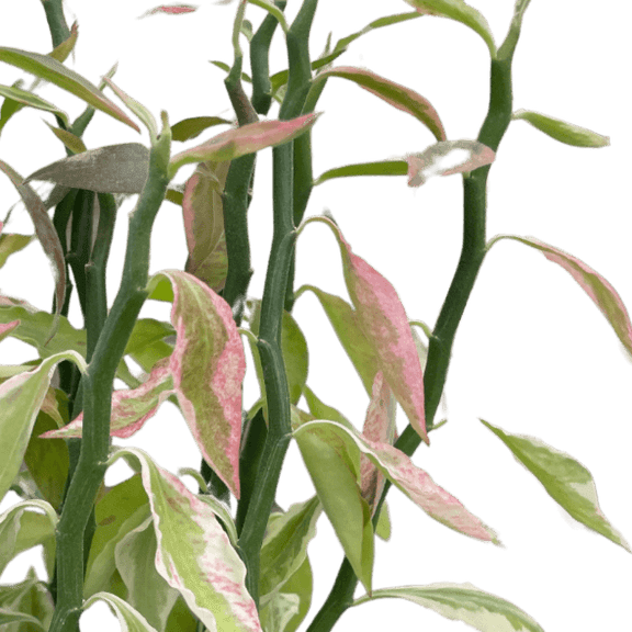 zigzag succulent Variegated Devil's Backbone Euphorbia Catus