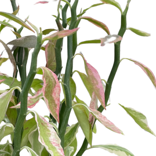 Close up of Variegated Devil's Backbone | All About Planties