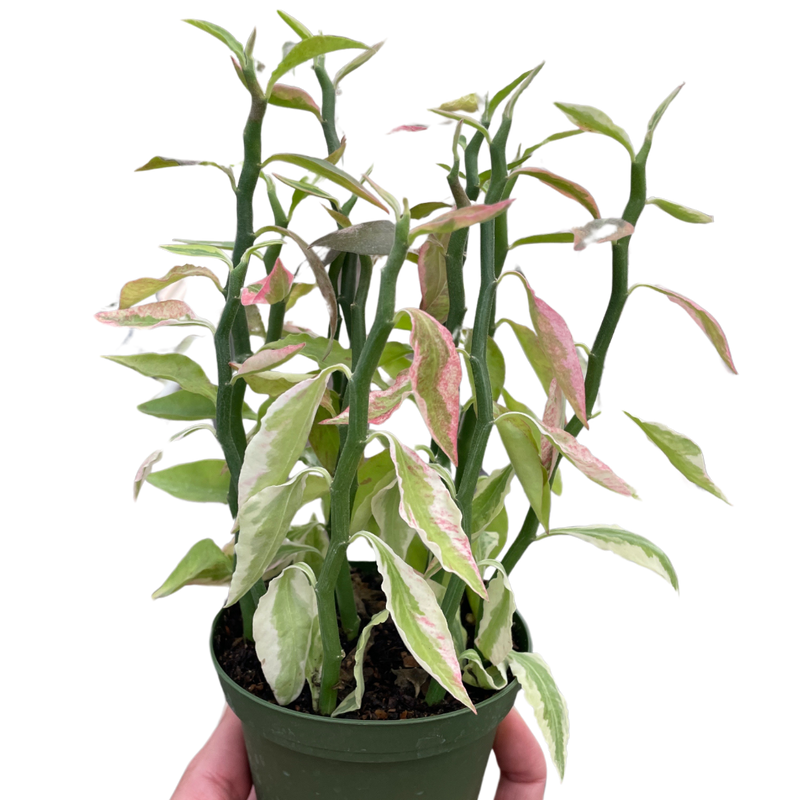 Variegated Devil's Backbone | Succulents