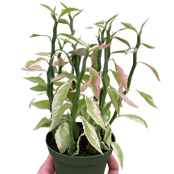 spine bearing succulent plant Variegated Devil's Backbone Euphorbia Catus