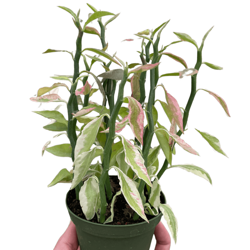 4-inch Variegated Devil's Backbone succulent - Healthy indoor plant from All About Planties.