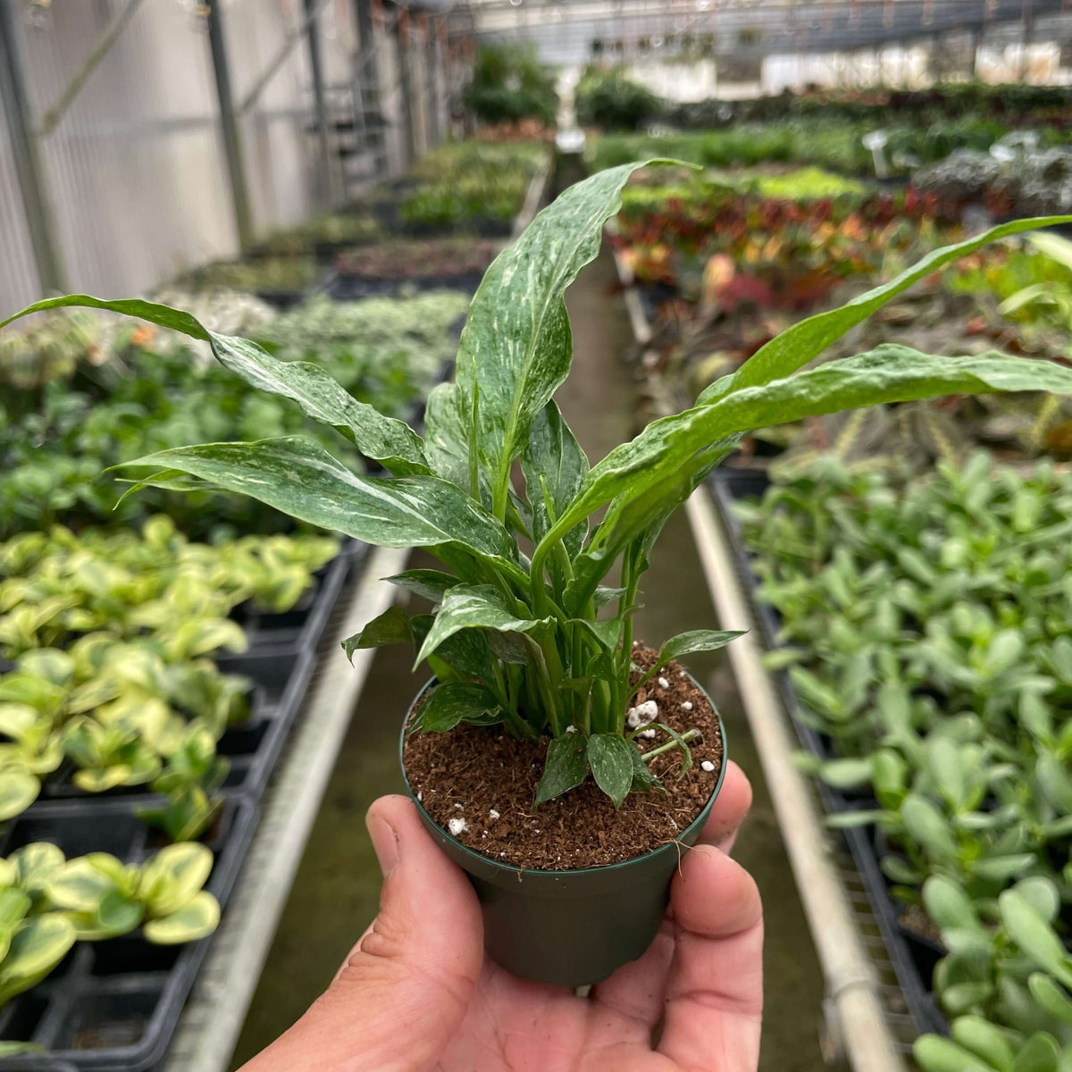 Domino Peace Lily in 3 inch nursery pot displayed in plant shop at All About Planties