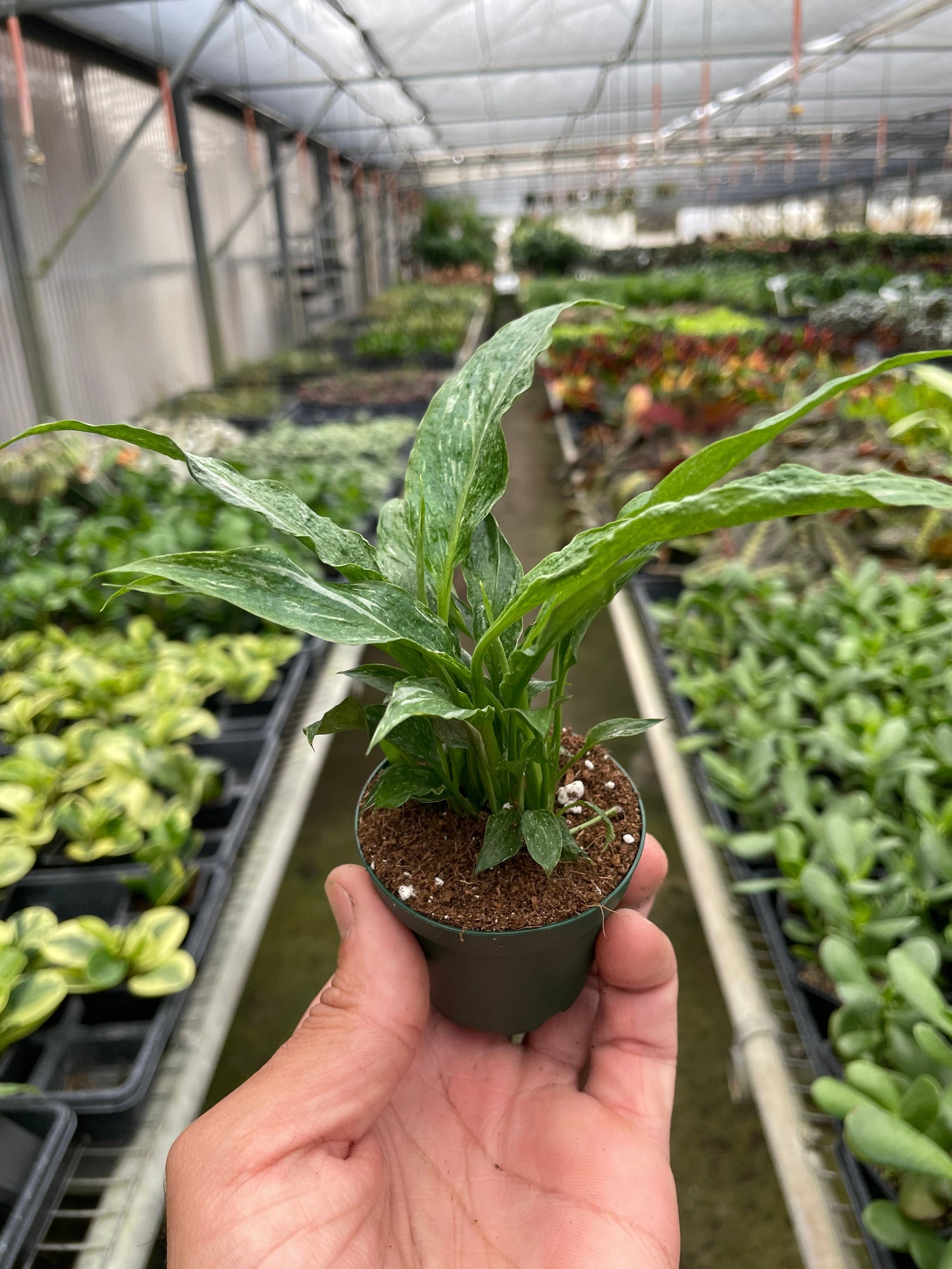 Variegated Spathiphyllum 'Domino' Default at All About Planties