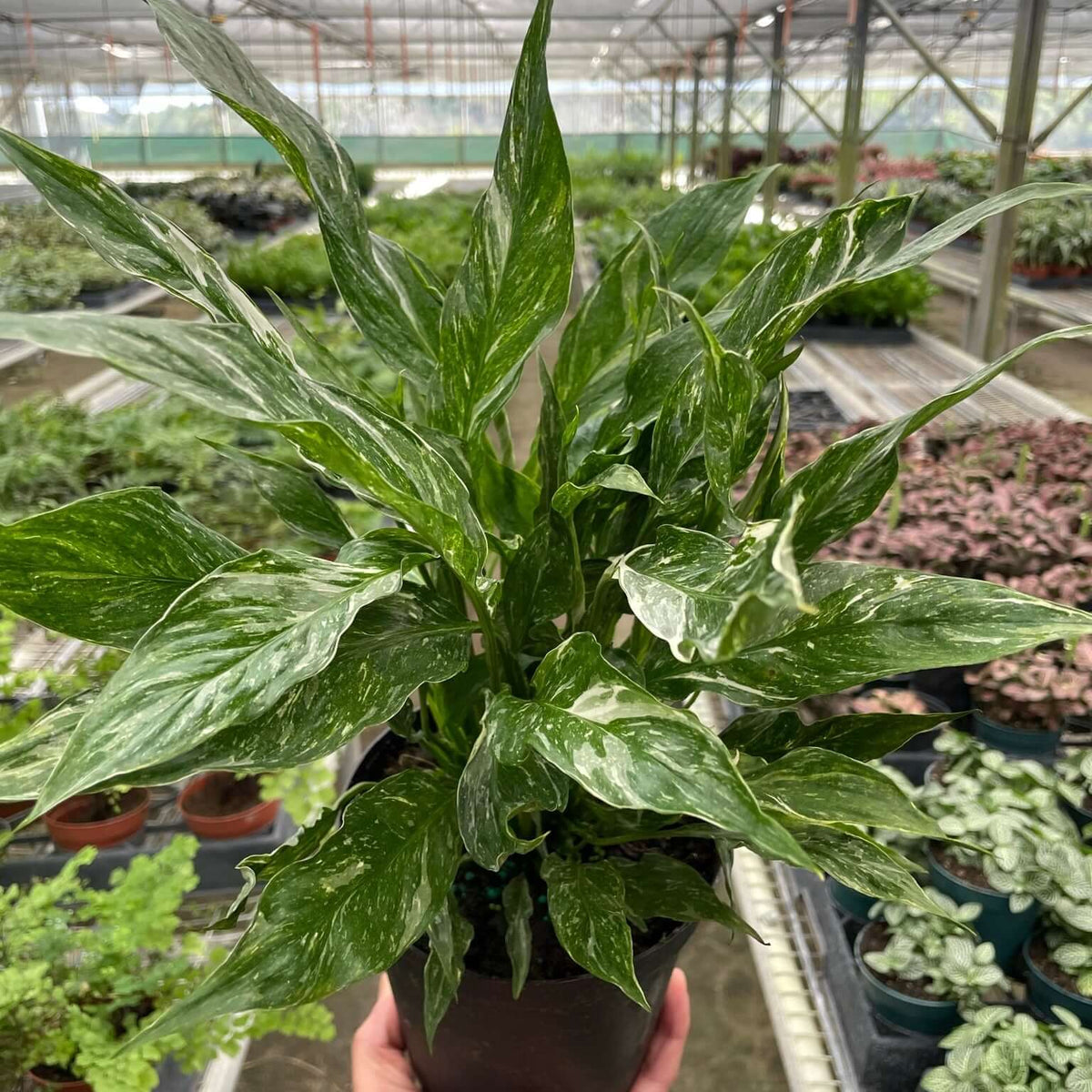 white leaf peace lily Domino Peace Lily