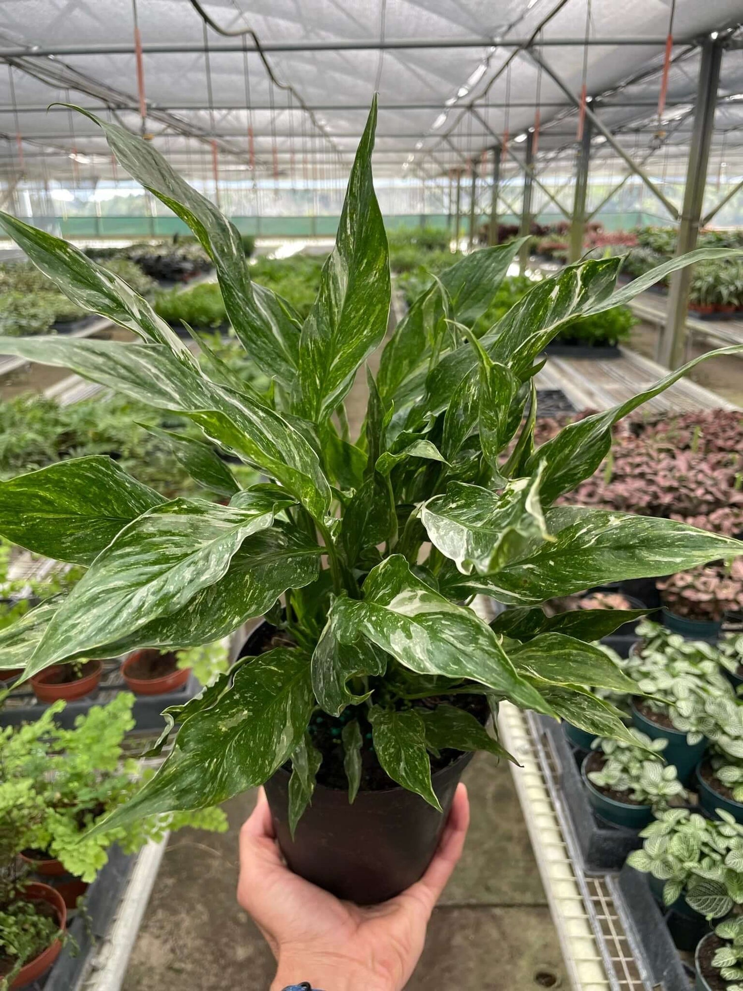 aglaonema replacing spathillium Domino Peace Lily