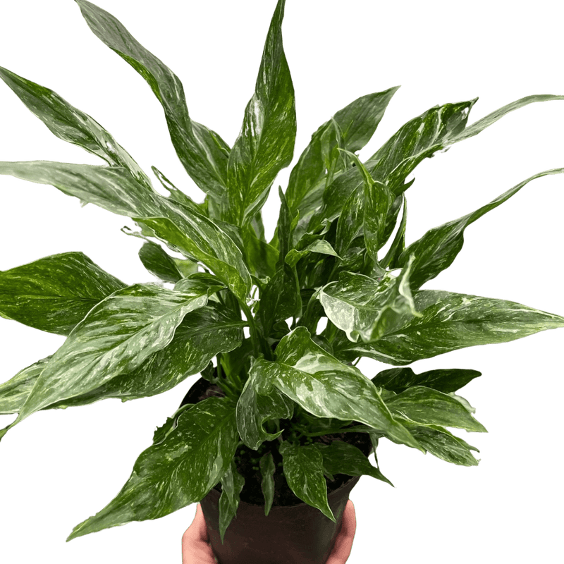 Variegated Spathiphyllum 'Domino' Default at All About Planties
