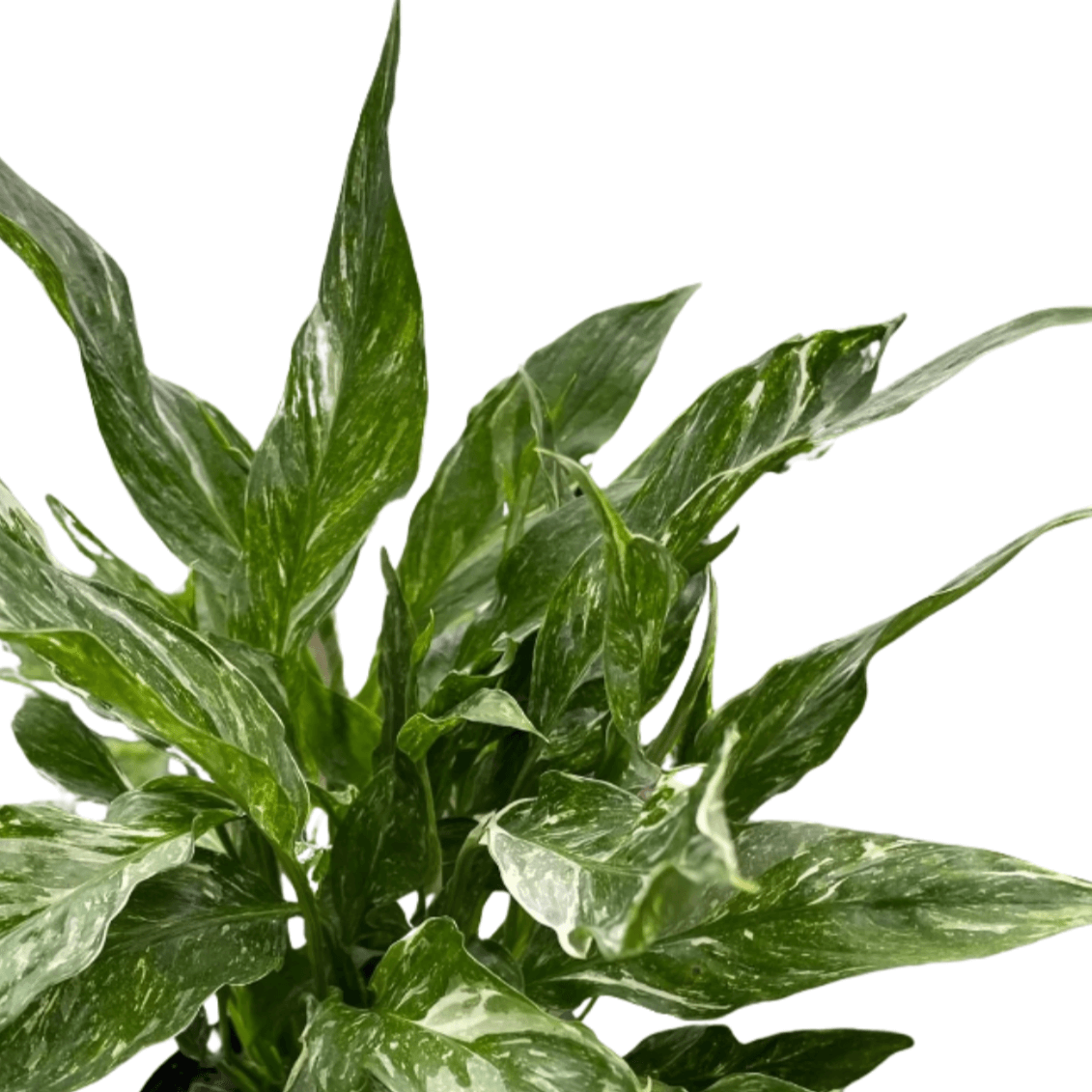 Closeup of  Domino Peace Lily leaves | Air purifying houseplant in modern home decor, low light indoor plant for living room