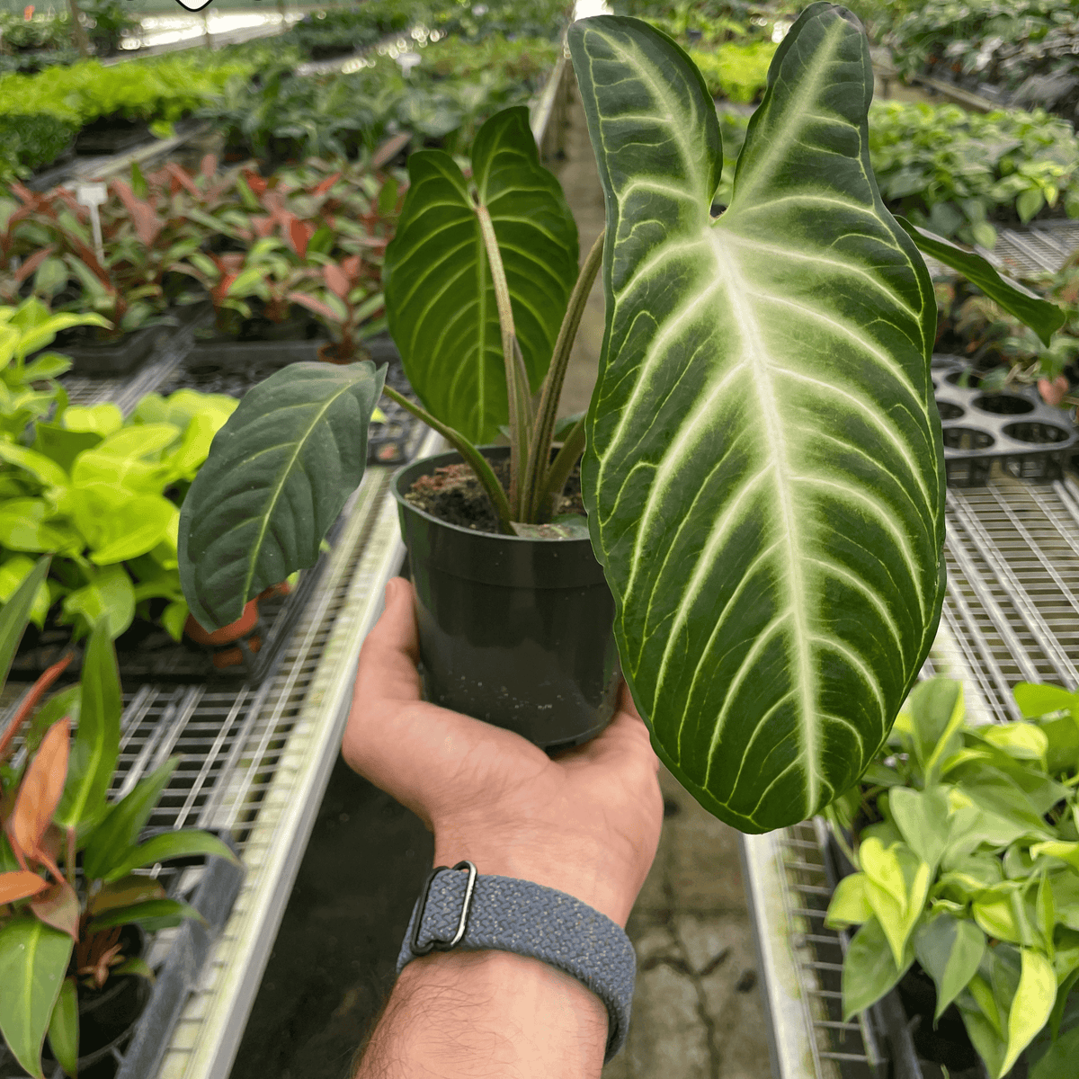 Xanthosoma 'Lendenii' 4inch pot from All About Planties™