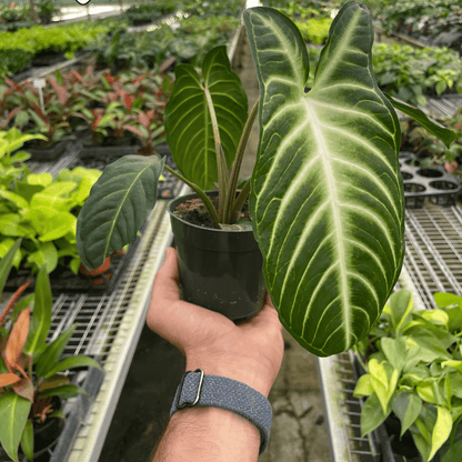 Xanthosoma 'Lendenii' 4inch pot from All About Planties™