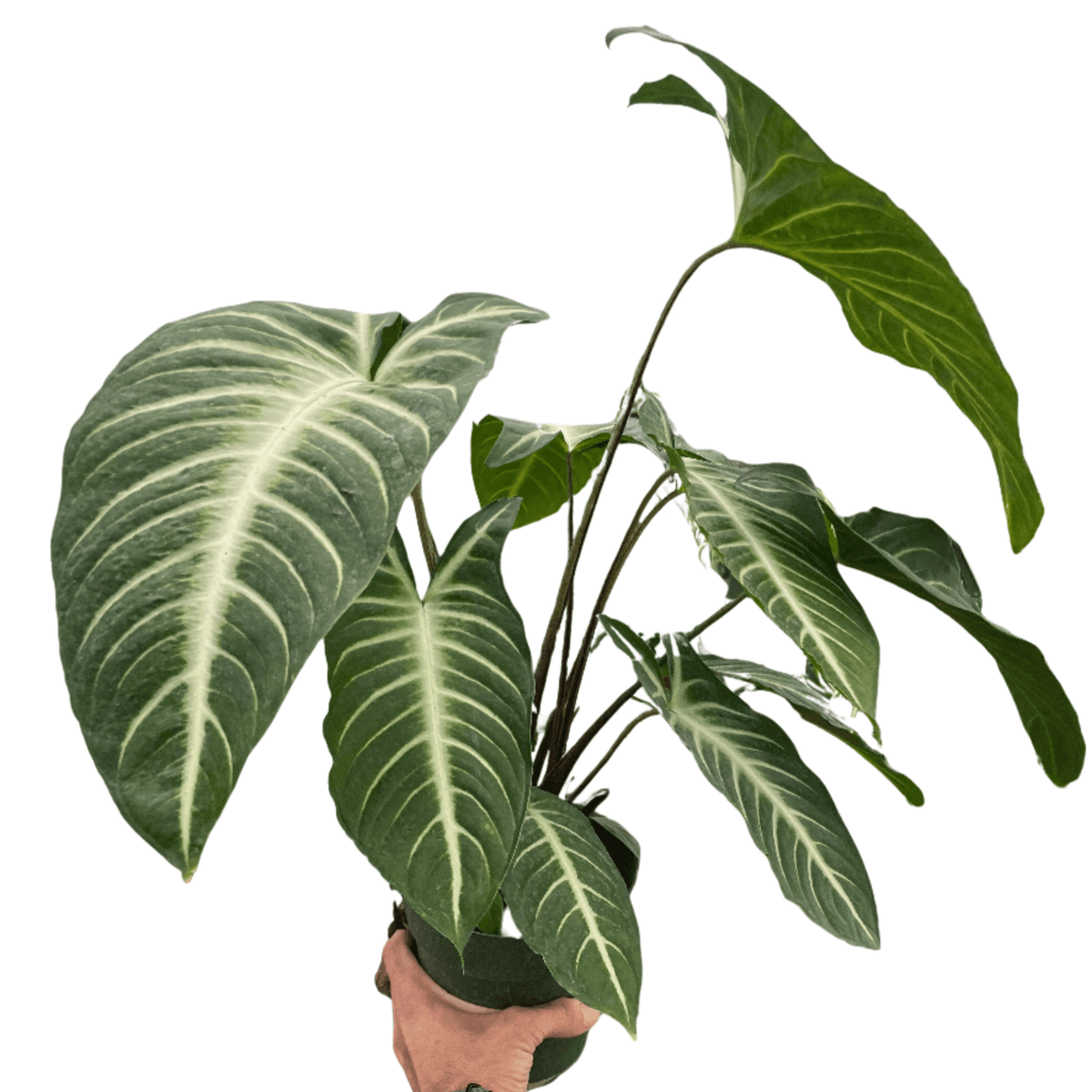 Xanthosoma 'Lendenii' plant from All About Planties™