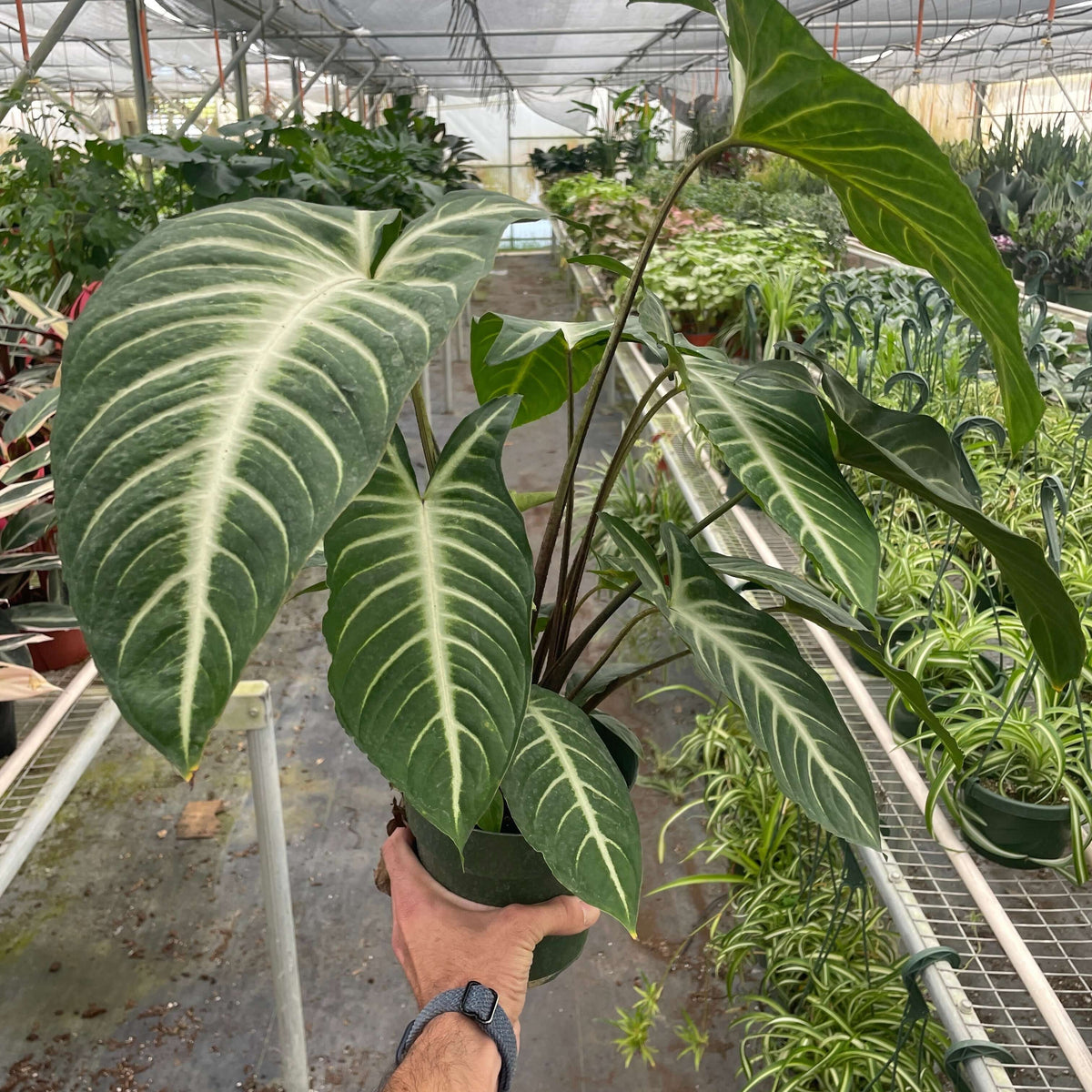 Xanthosoma 'Lendenii' in a nursery from All About Planties™