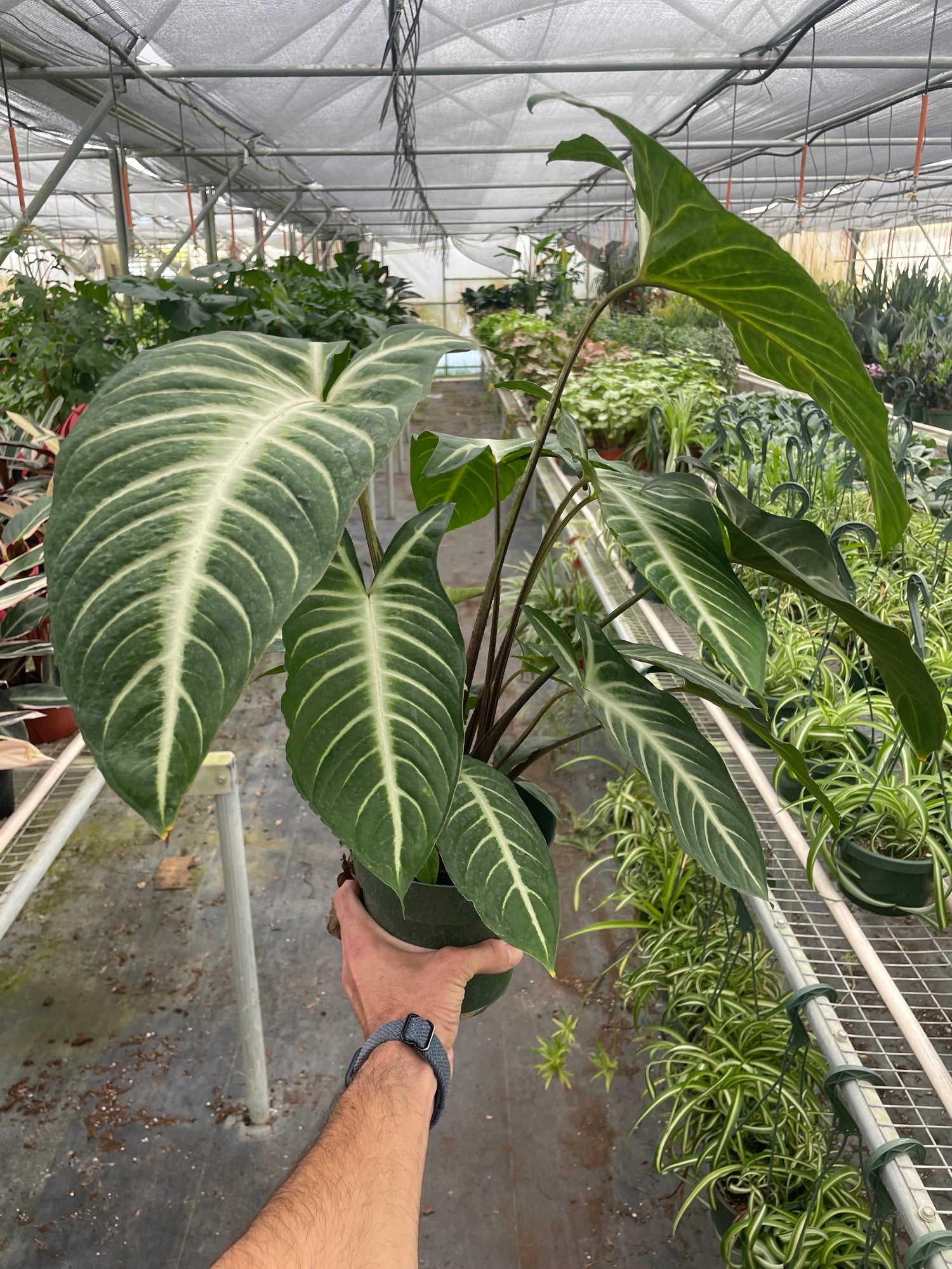 Xanthosoma 'Lendenii' in a nursery