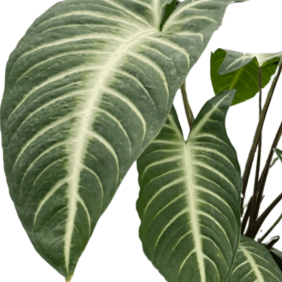 Xanthosoma 'Lendenii' leaves closeup from All About Planties™