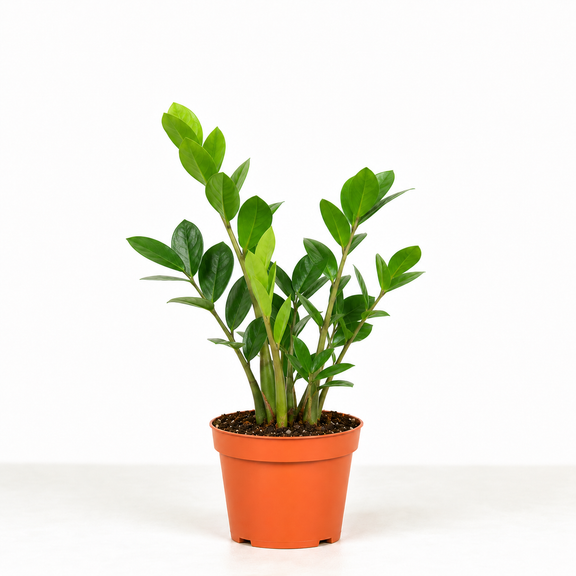 ZZ Plant, Buy Zamioculcas Zamiifolia Live Indoor Houseplant Online 4 inch / Minimalist Pot by Succulents Box