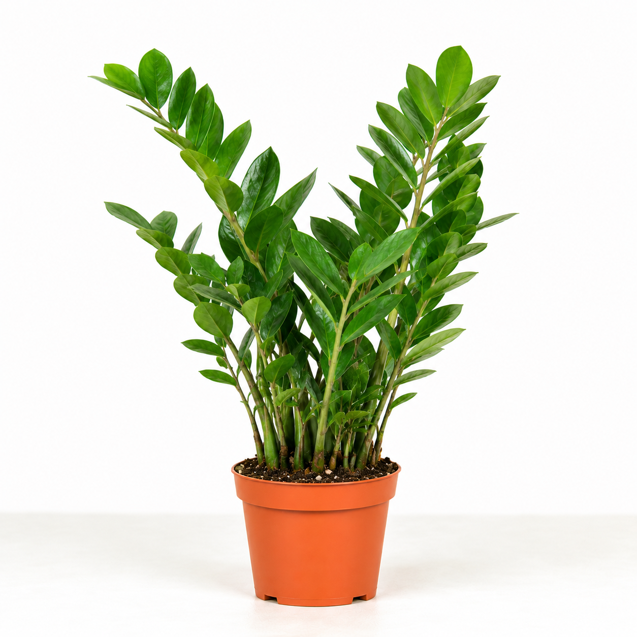 ZZ Plant In 6 inch nursery Pot | Easy Care & Low Light Tolerant Houseplant | All About Planties